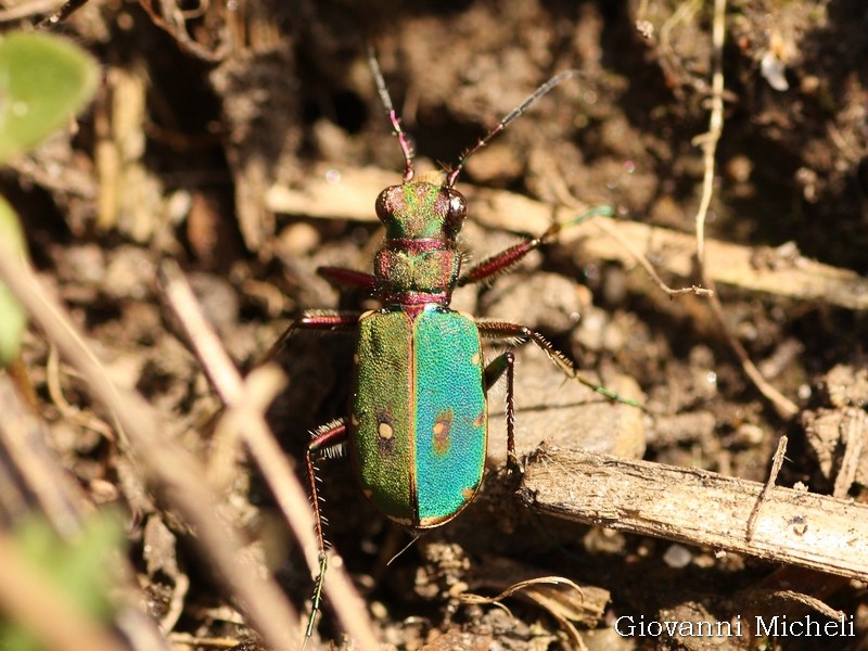 Cicindela campestris... bicolore